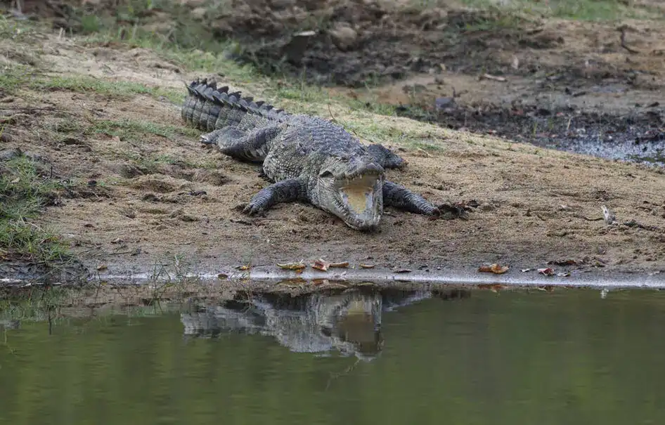A Resting Crocodile