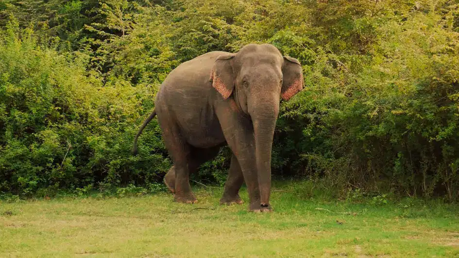 A Roaming Elephant - Kaudulla