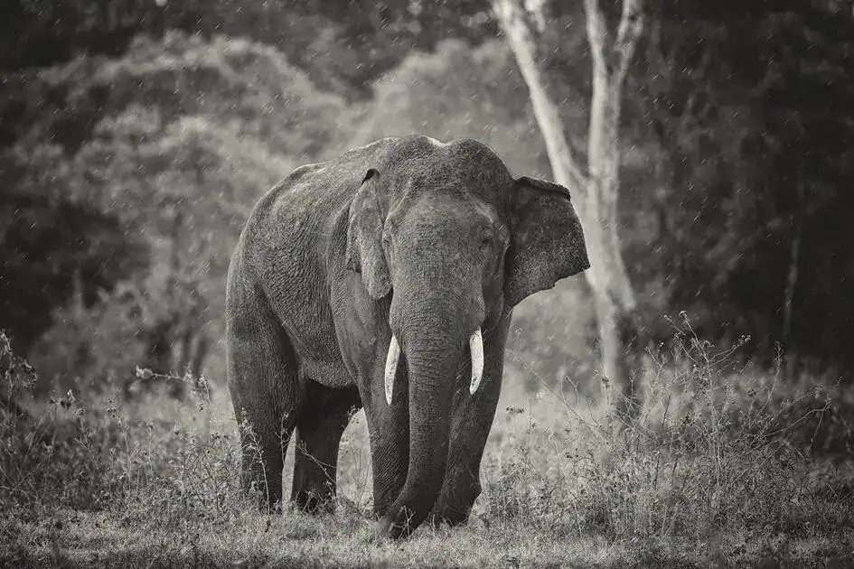 A Tusker - Kaudulla