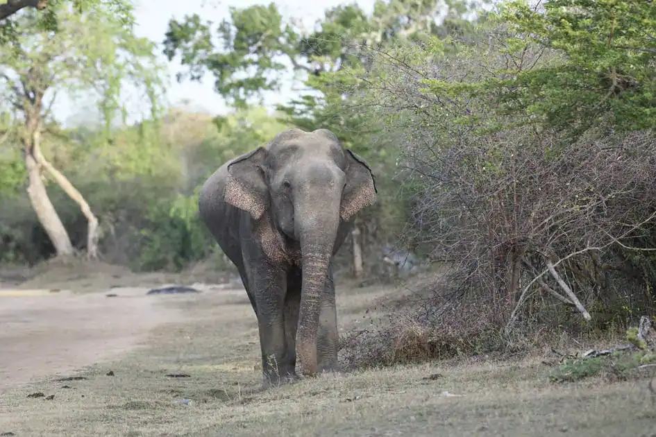 A Wild Elephant - Kumana National Park