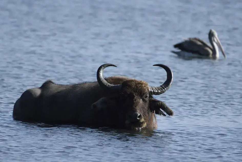 A Wild Water Buffalo and A Spot-Billed Pelican