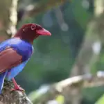 An Endemic Bird - Sri Lanka Blue Magpie