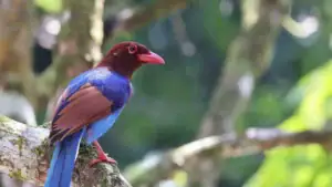 An Endemic Bird - Sri Lanka Blue Magpie