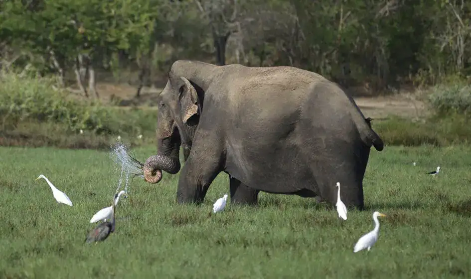 An elephant, having meal - Kumana National Park