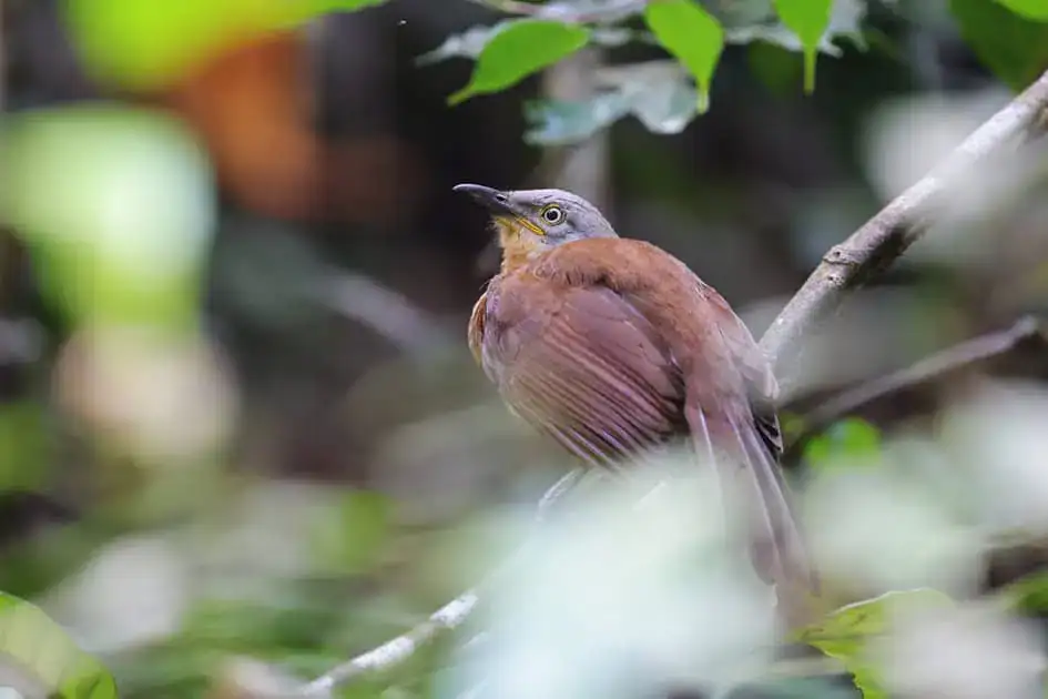 Ashy-Headed Laughingthrush