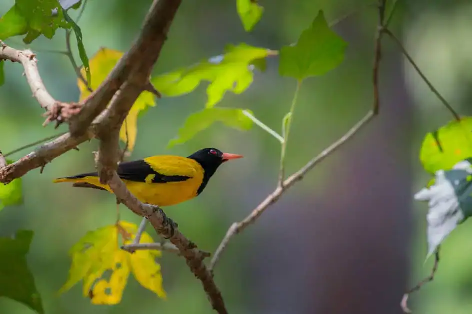 Black-hooded Oriole