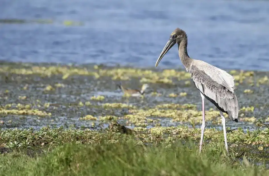 Blacked-Necked Stork