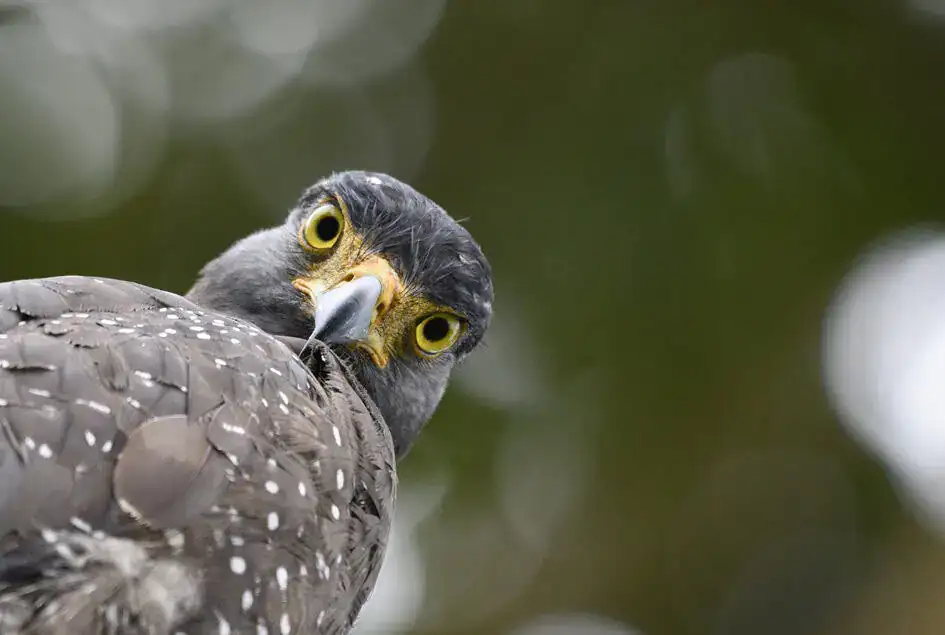 Crested Serpent Eagle - Anawilundawa Bird Sanctuary