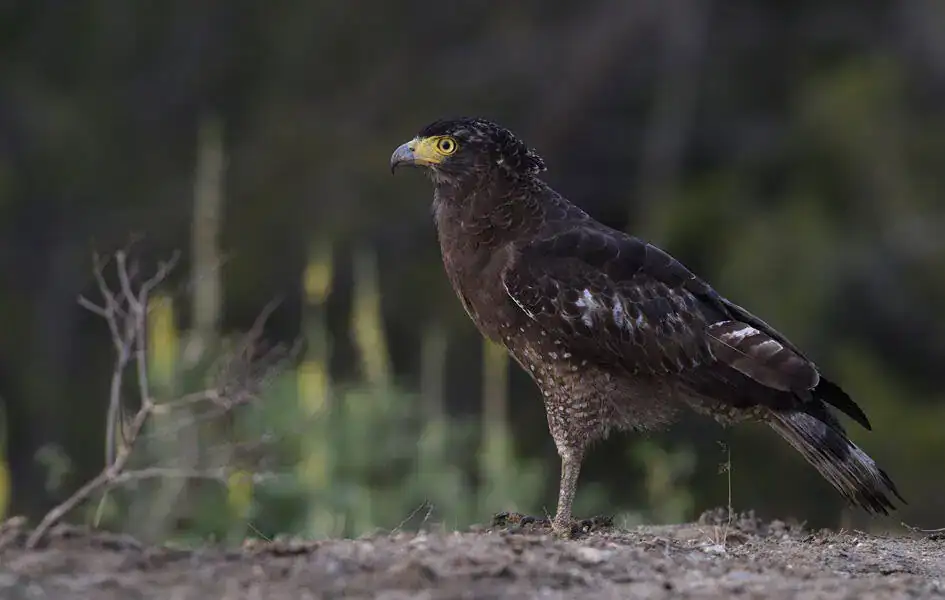 Crested Serpent Eagle - Kumana National Park