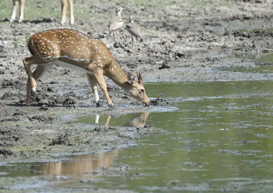 Drinking Water - A Ceylon Spotted Deer