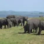 Elephant Gathering - Minneriya National Park