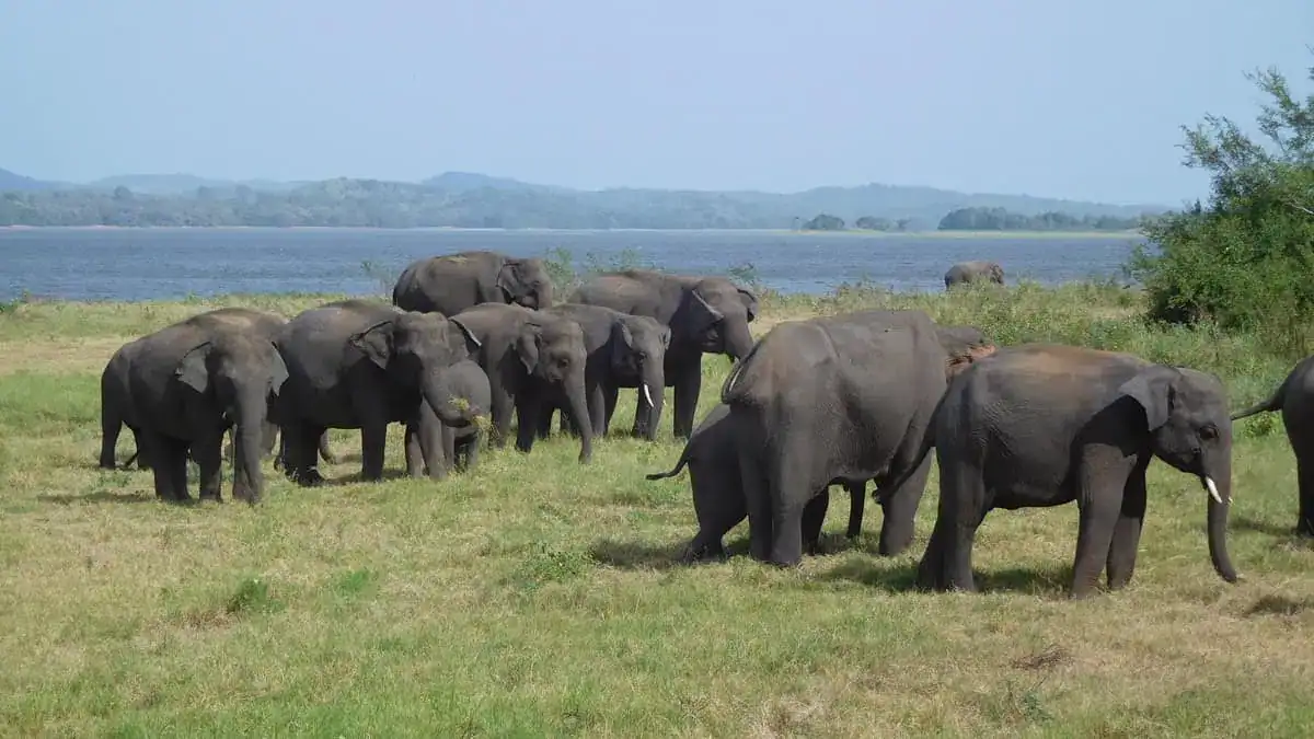 Elephant Gathering - Minneriya National Park