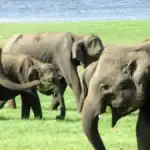 Elephants in Kaudulla National Park