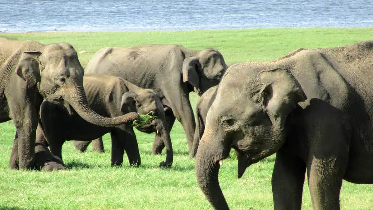 Elephants in Kaudulla National Park