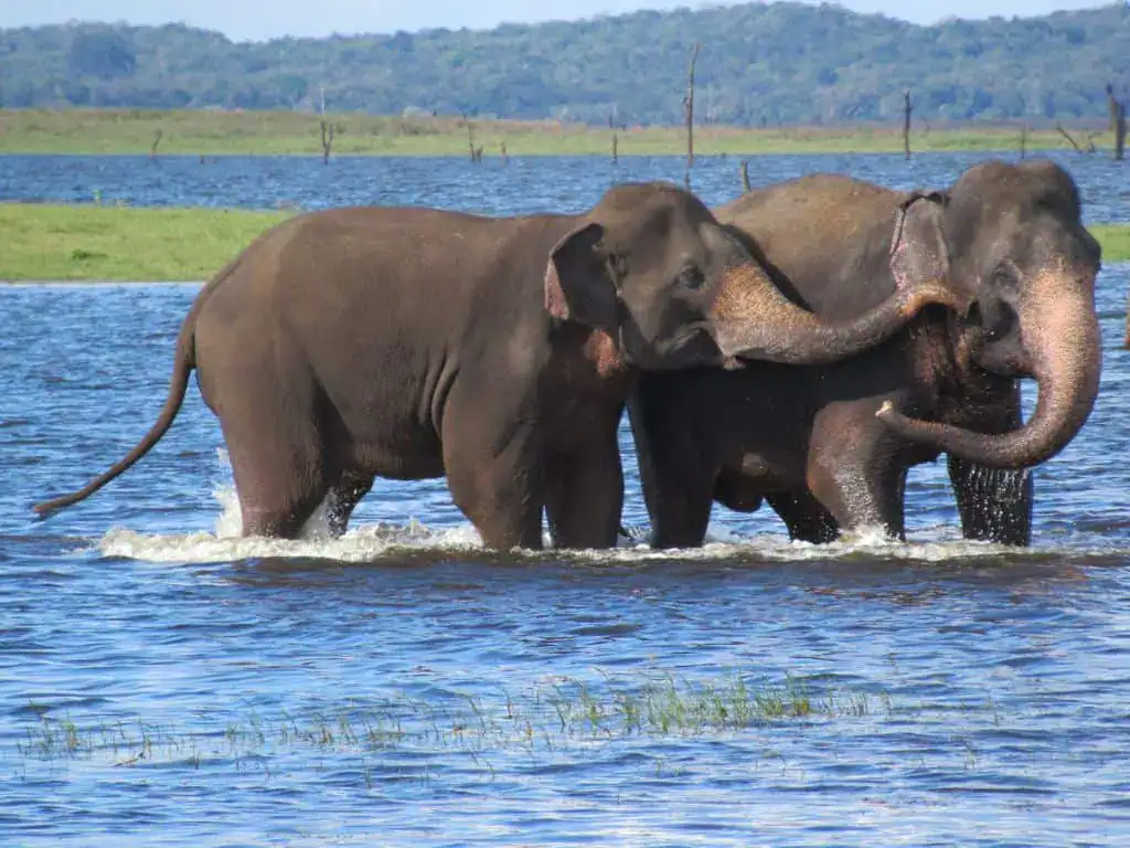 Elephants in the Kaudulla Tank