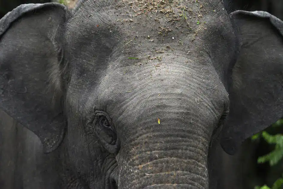 Eye contact - Yala National Park