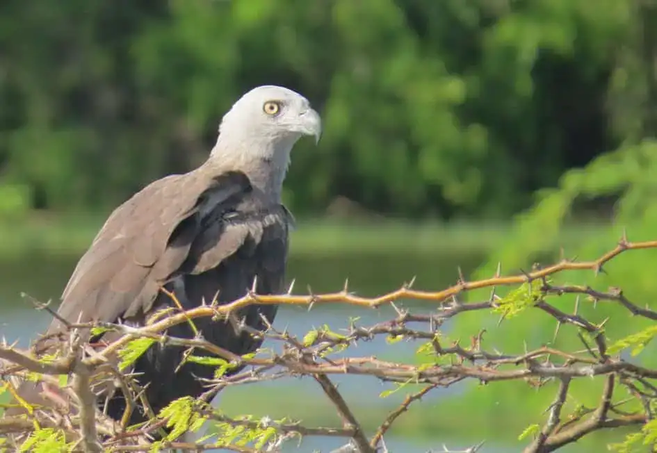 Gray-headed Fish-Eagle