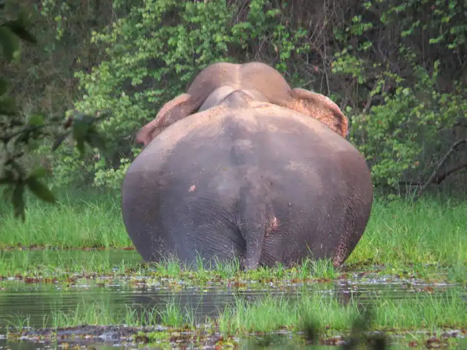 Having a delicious meal - Wilpattu National Park