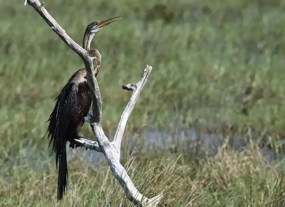 Indian Darter