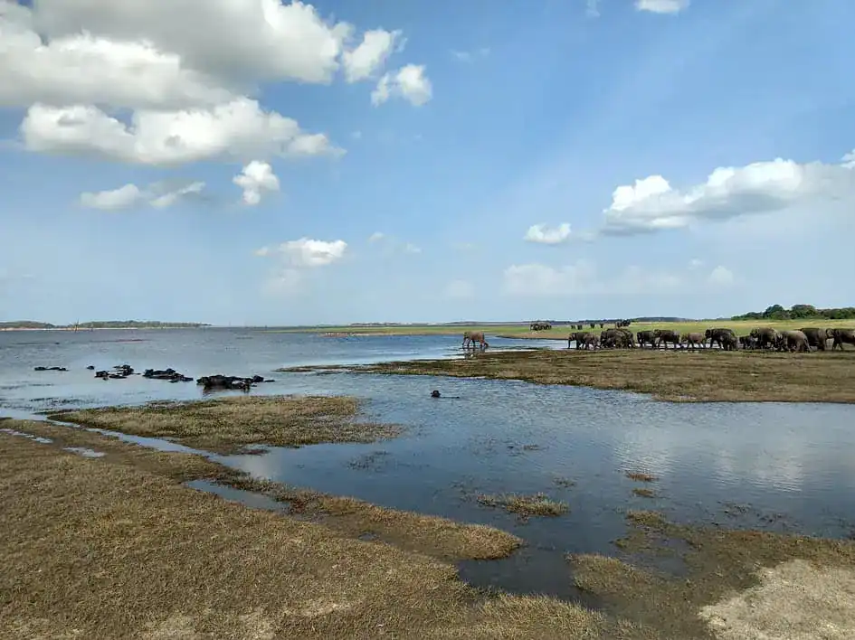 Kaudulla Tank and Elephants