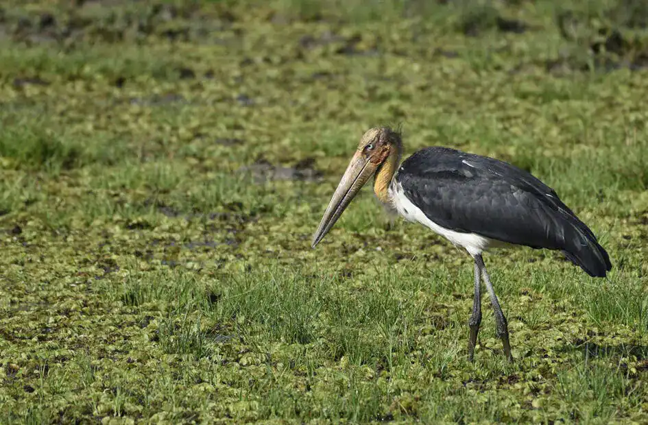 Lesser Adjutant