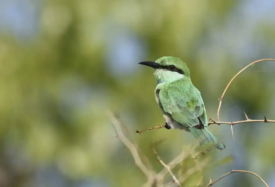 Little Green Bee-Eater