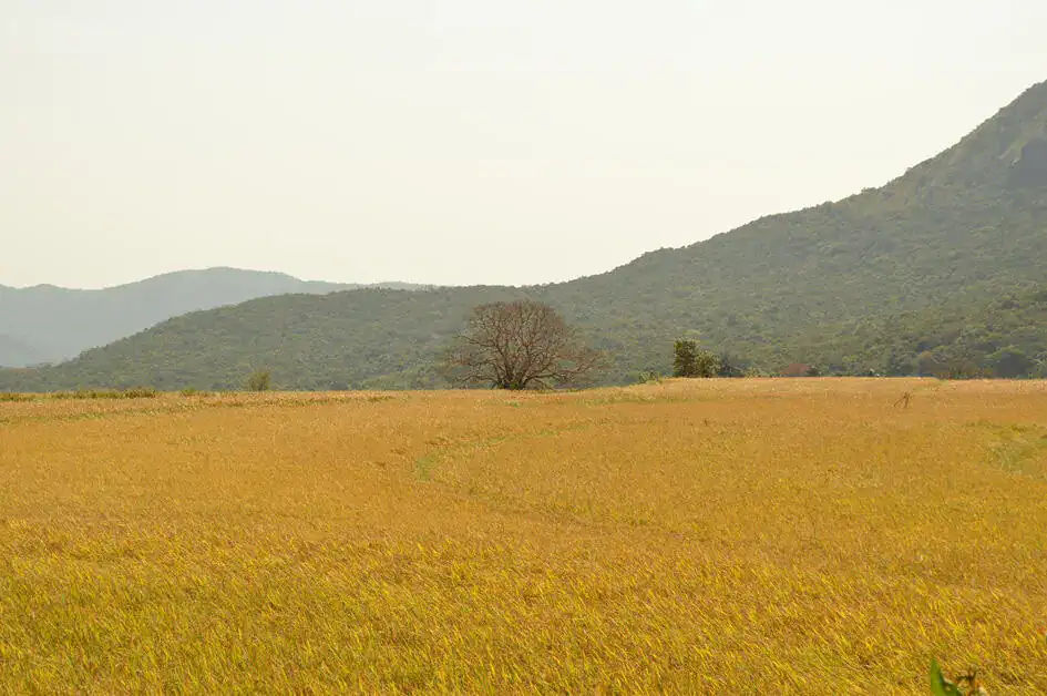Paddy Fields in the Atanwala Village, Knuckles Mountain Range
