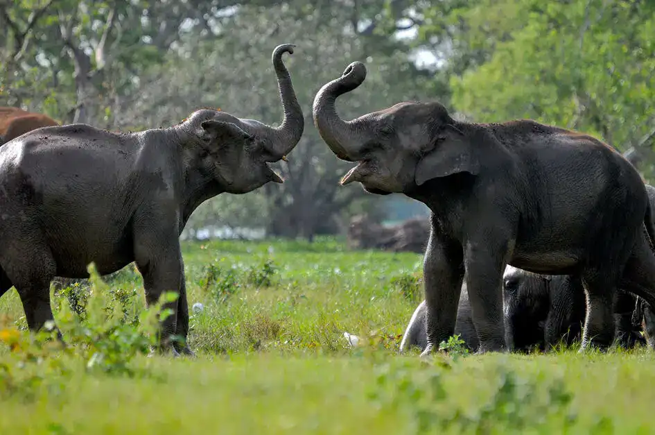 Playing or fighting - Yala National Park