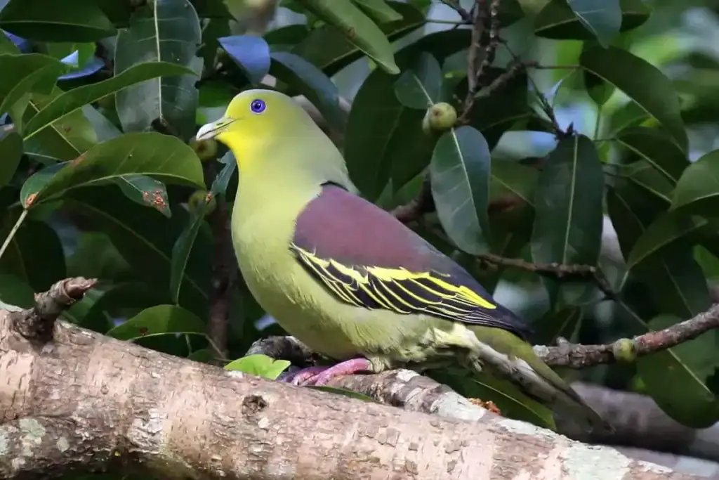 Pompadour Green Pigeon - Kaudulla National Park