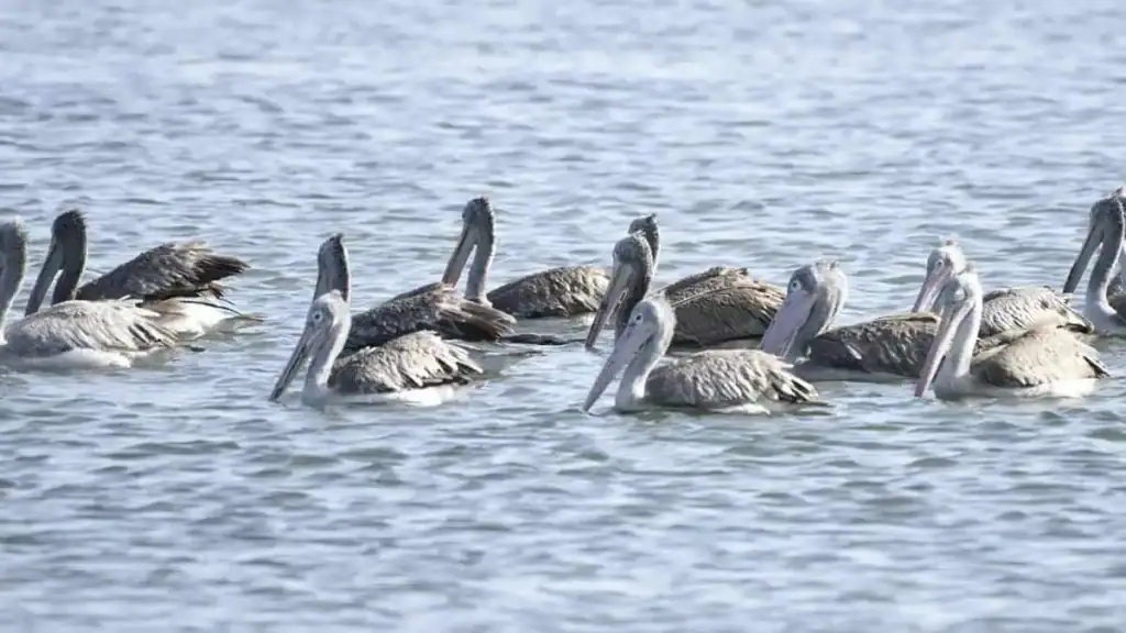 Kumana National Park: Sri Lanka’s Wild Sanctuary for Birds, Safari, and Raw Nature