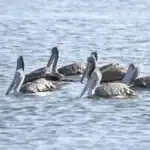 Spot-Billed Pelicans