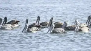 Spot-Billed Pelicans