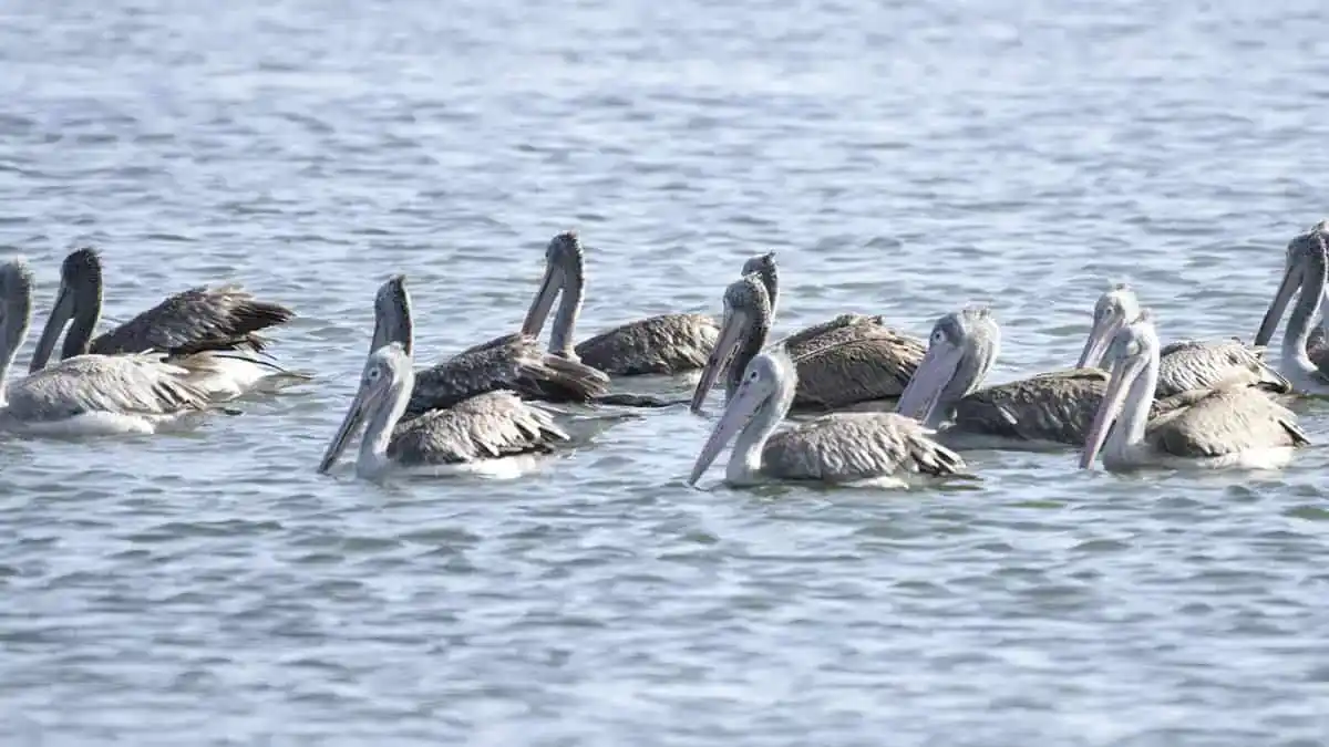 Spot-Billed Pelicans