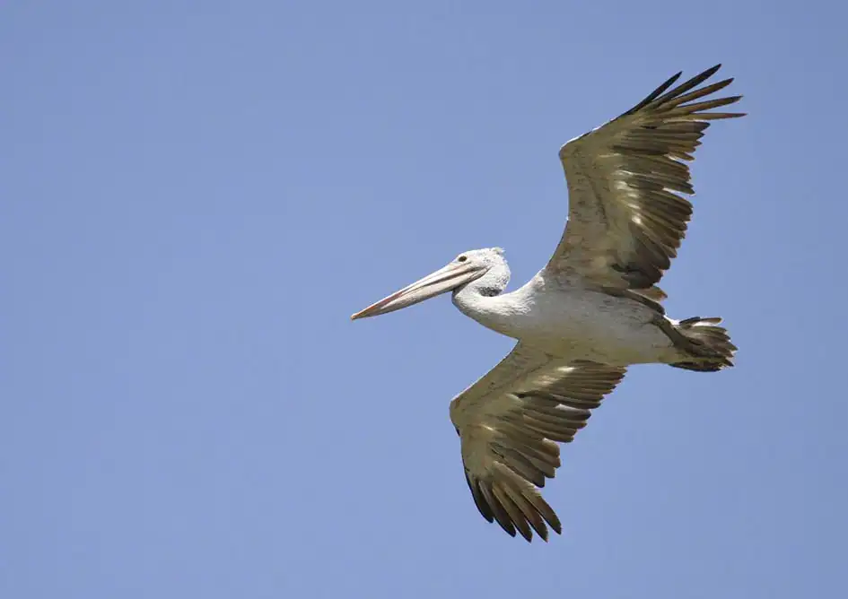 Spot-billed Pelican - Kumana National Park