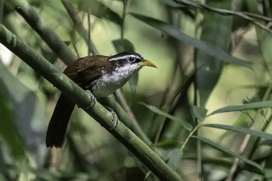 Sri Lanka Scimitar Babler - Sinharaja Rainforest