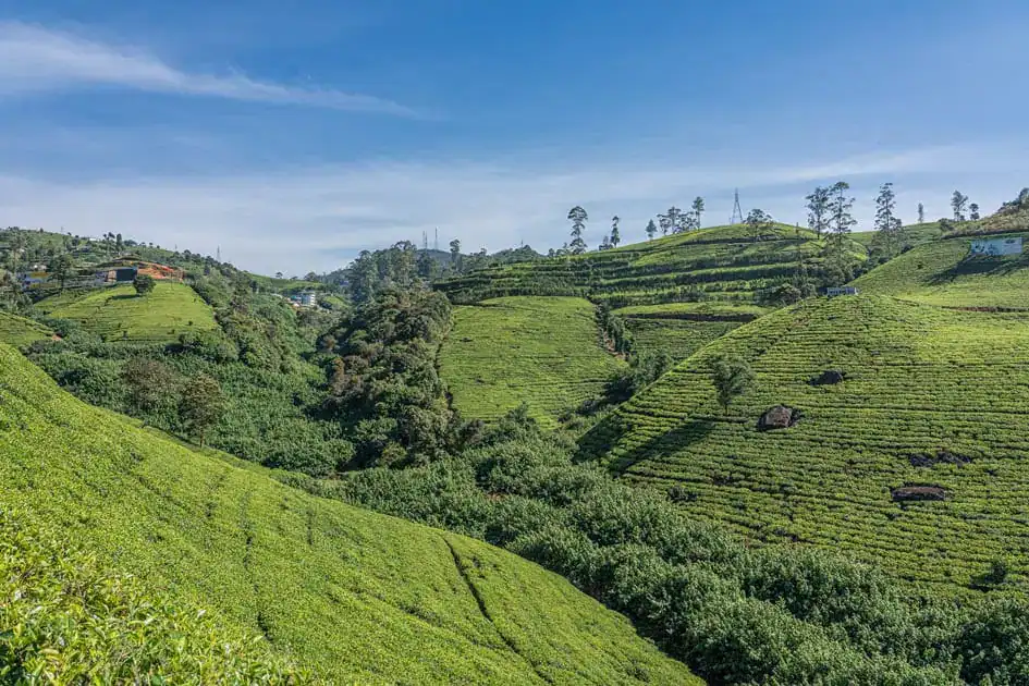 Tea Hills in Nuwara Eliya - Trekking in Sri Lanka