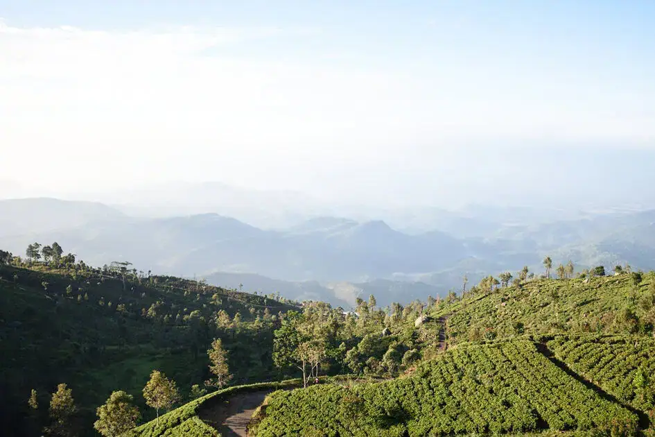 Tea Plantations and View of the Valley - Haputale