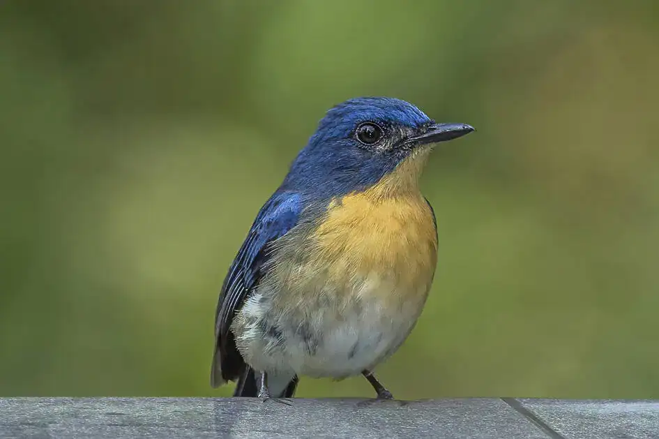 Tickell’s Blue Flycatcher - Koggala