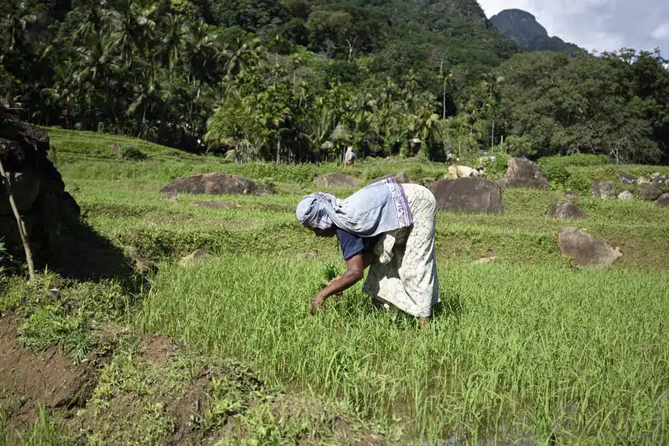 Traditional Farming - Meemure Village