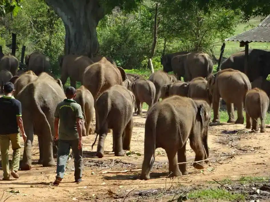 Udawalawe Elephant Transit Home - Elephants in Sri Lanka