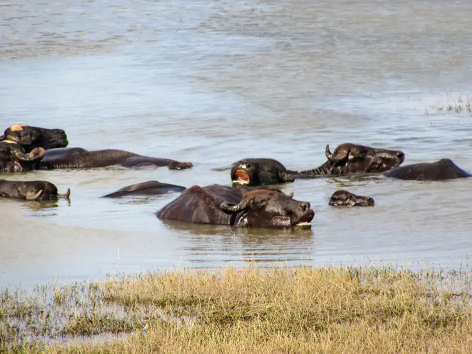 Water Buffalo - Kaudulla National Park