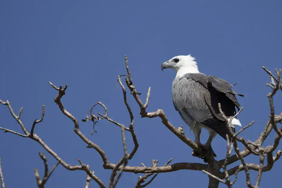 White-Bellied Sea Eagle