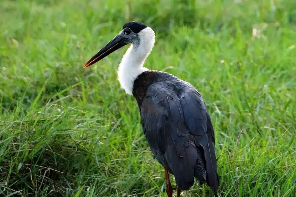 Woolly Necked Stork in Kaudulla