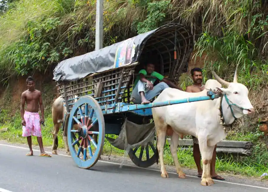A Bullock cart - Sri Lankan Village Life