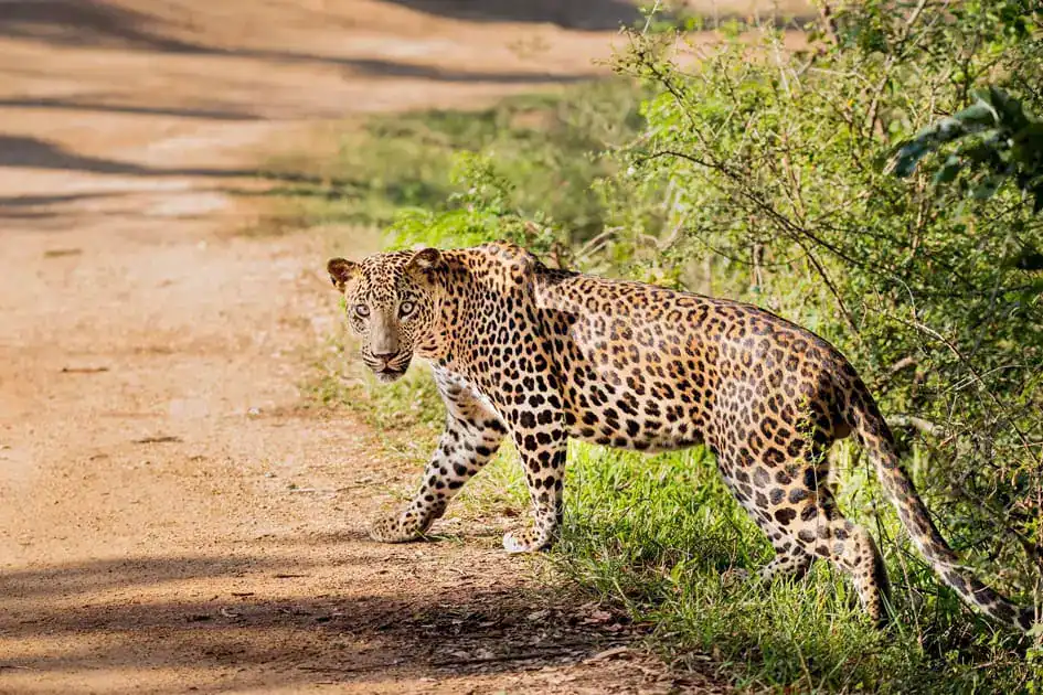 A Watchful Leopard - Yala National Park