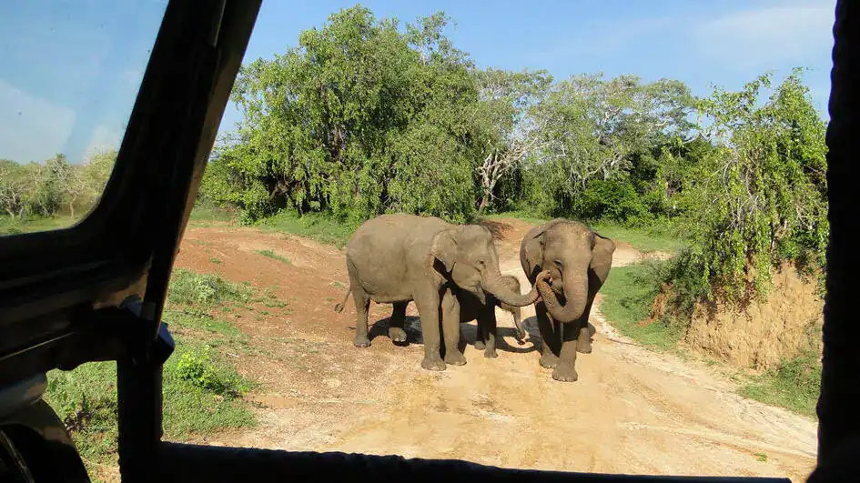 An Elephant Family - Yala National Park