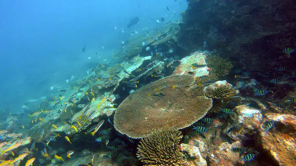Coral and fish in Passikudah