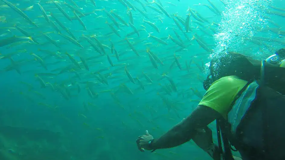 Diving with fish