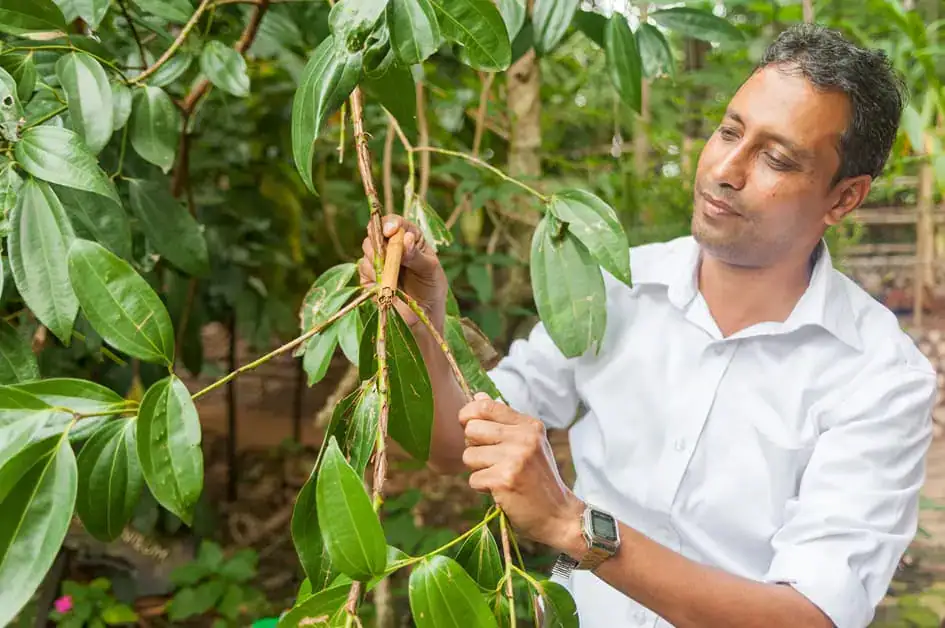Explaining cinnamon production in Sri Lanka