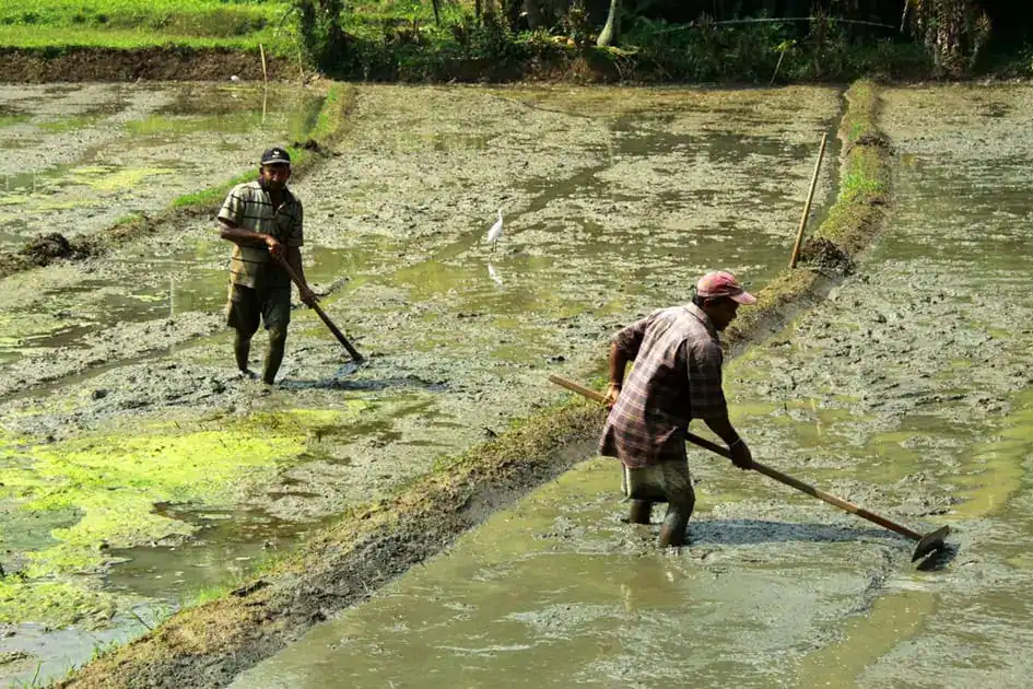 Farmers - Watapaluwa village